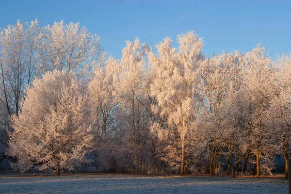 Hermoso Paisaje Con Árboles Bosque Helado — Foto de Stock