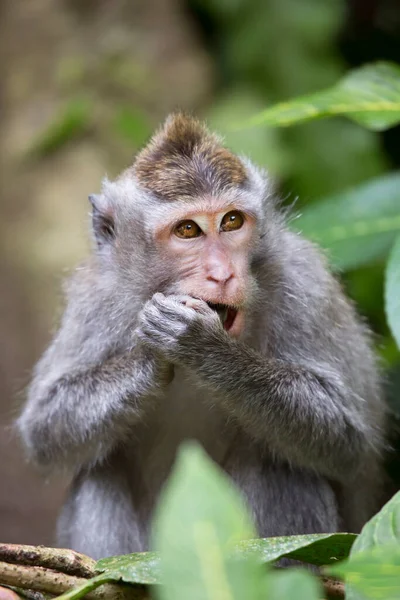 Crab Eating Long Tailed Macaque Macaca Fascicularis Relaxed Observing Area Royalty Free Stock Images