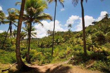 Palmiye ağaçları olan güzel tropikal plaj