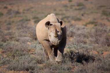 Kara gergedan, Diceros bicornis, Karoo çölü vadisinde alçak çalılıklarda yürüyor.