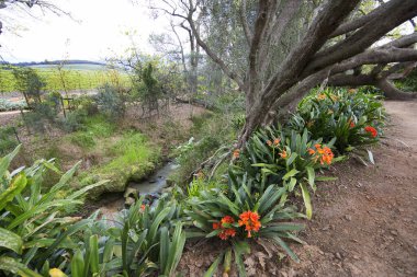 Avustralya 'da güzel bir bahçe manzarası