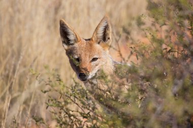 Siyah sırtlı çakal Canis mesomelas, Kalahari Çölü 'nün çayırlarını ve çayırlarını gözlüyor.