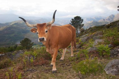 Uzun boynuzlu çalılar ve yabani çiçekler arasında bir gölün ve dağların önünde