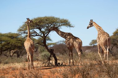 Güney Afrika ya da Cape zürafası, Züraffa camelopardalis, ağaçların tepesinden otlamak için savanada yürüyorlar.