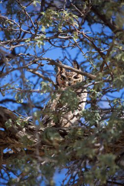 Cape Eagle baykuşu, Bubo kapensis, bir kalahari çöl deve dikeni ağacının dalları arasında saklı ve kuluçkaya yatmış