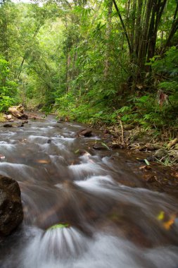 Nehirli güzel tropikal orman