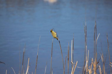 Cape Weaver, Ploceus capensis