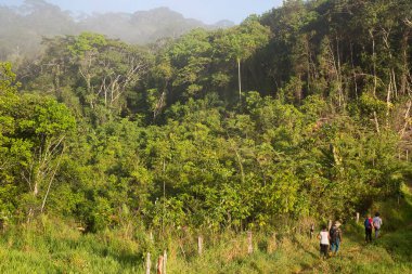 Bereketli orman sahnesinde yürüyüş yapan bir grup insan, seyahat sahnesi.