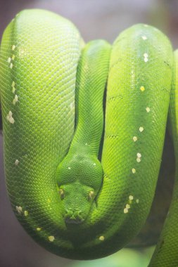 Yeşil bir yılana yakın çekim