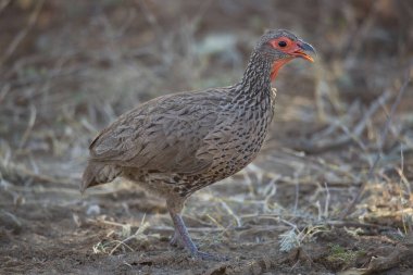 Kırmızı boyunlu francolin ya da kırmızı boyunlu kuş, Pternistis sonra, çim tarlasında yürüyor ve yabani çiçekler