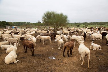 Çiftlikte otlayan koyunlar