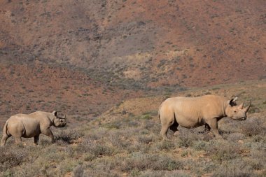 Kara gergedan, Diceros bicornis, Karoo çölü vadisinde alçak çalılıklarda yürüyor.