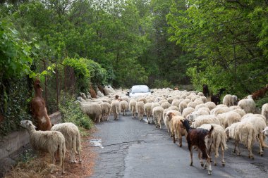 Yolda yürüyen koyun ve keçi sürüsü