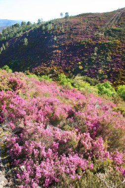 Tepe manzarasında çiçek açan funda.