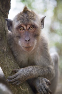 Yengeç yiyen ya da uzun kuyruklu macaque, Macaca fascicularis, bölgeyi rahatça gözlemliyor.
