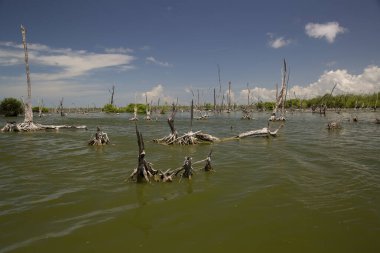 Alçakta uzanan orman, ölü ağaçlar ve kütüklerle sonuçlanır.