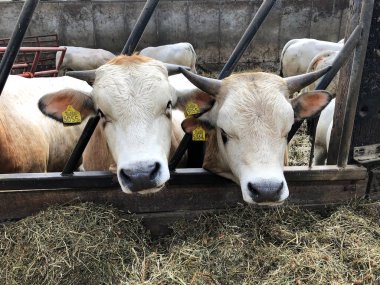 Çiftlikteki inekler