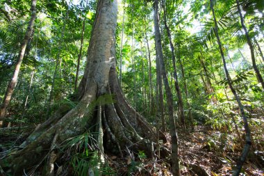 Güzel botanik çekimi, tropik yeşillik