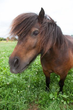 Güzel bir atın portresi.