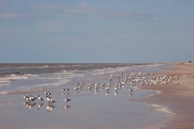 kumlu plajda martılar