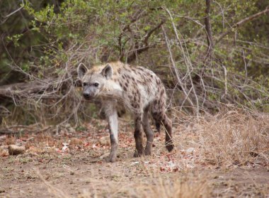 Gülüyor ya da benekli sırtlan, Crocuta crocuta