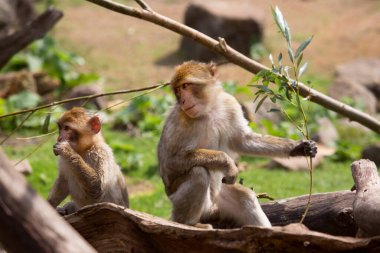 Ormandaki şirin maymunlar