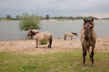 Hollanda kıyıları boyunca başıboş gezen vahşi Konik atları sürüsü.