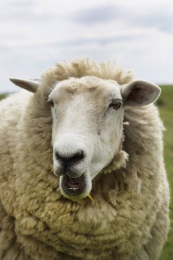 Koyun sürüsü çiftliğin yakınında otluyor.