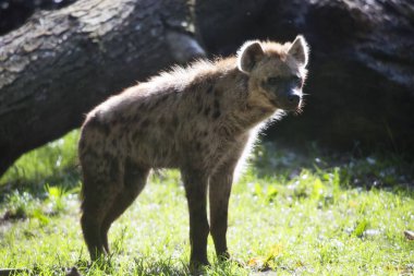 Gülüyor ya da benekli sırtlan, Crocuta crocuta