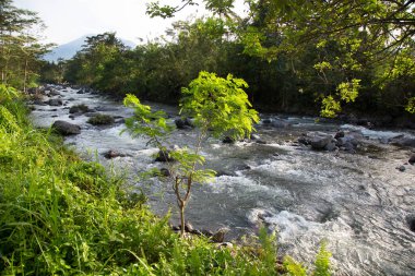 Yeşil orman sahnesinde akan kayalık nehir