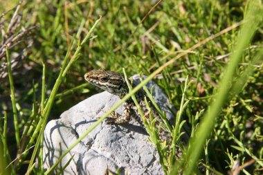 Bir kayanın üzerinde oturan kertenkelenin yakın plan fotoğrafı.