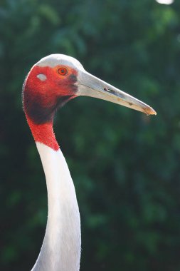 Beyaz bir pelikana yaklaş.