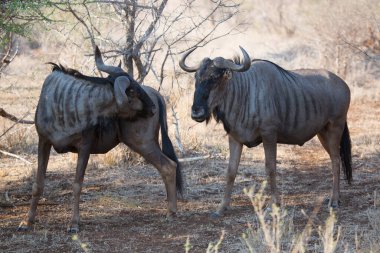 Afrika antilopları Kenya bozkırında