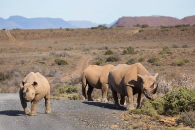 Kara gergedan, Diceros bicornis, Karoo çölü vadisinde alçak çalılıklarda yürüyor.