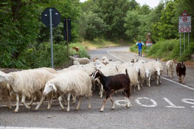 Koyun ve keçi sürüsü karşıya geçiyor.