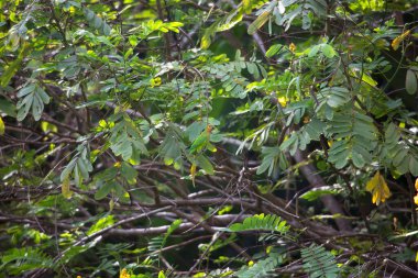 Ormanda yeşil yapraklar