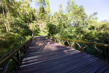 Ormanda ahşap köprü