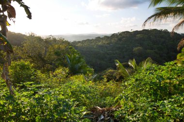 Tropik yeşillik ve güzel dağ manzarası.