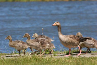 Gölde bir grup ördek