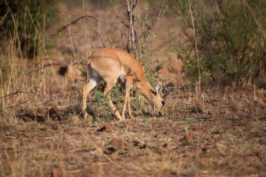 Botswana 'daki Kruger Ulusal Parkı' nda beyaz kuyruklu geyik geyiği.