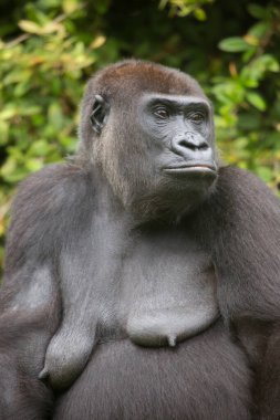 Batı ova gorilinin yakın görüntüsü  