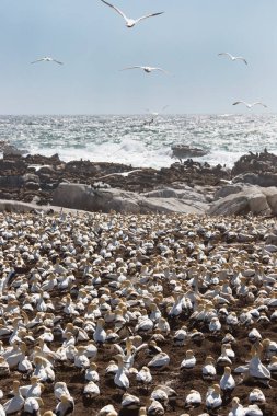 Sahildeki doğal yaşam alanındaki deniz kuşları sürüsü.