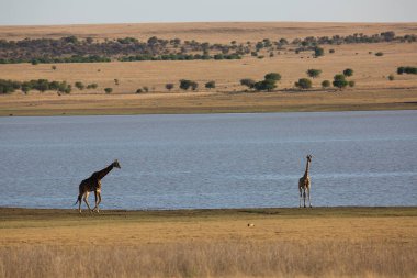 Vahşi yaşam, Afrika 'daki zürafa manzarası