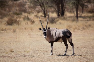 Gemsbok sürüsü ya da Güney Afrika antilobu, Afrika antilobu ceylanı Kalahari çölündeki kuru otların arasında yürüyor ve otluyor.