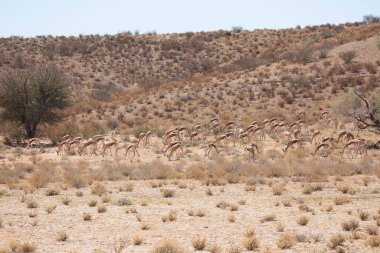 Springfield, Antidorcas Marsupialis, çölün kuru otlaklarında yürüyor ve otluyor.