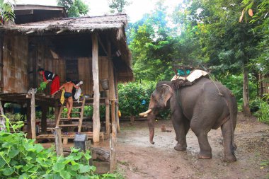 Filler üzerine geleneksel Tayland turu 