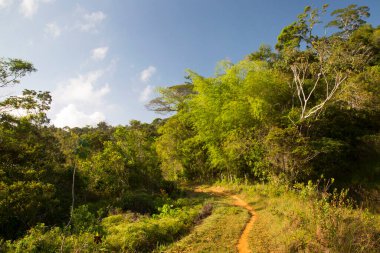 Tropikal ormandan geçen güzel bir yol manzarası
