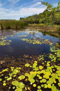 Güzel göl manzarası