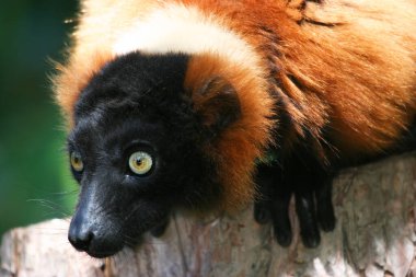 Yakından çekilmiş kırmızı yakutlu lemur, Varecia Rubra.
