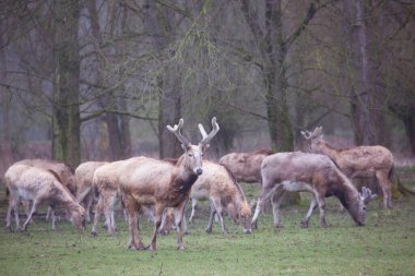 Ormanda güzel bir geyik